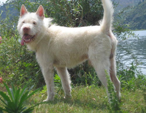 下司犬为什么不被看好,下司犬不凶怎么办