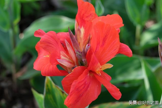 最好的微距拍摄方法,微距摄影环