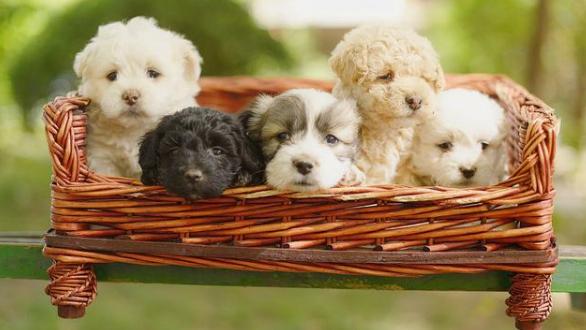 如果你想养动物怎么养,如果你想养小狗理由是什么