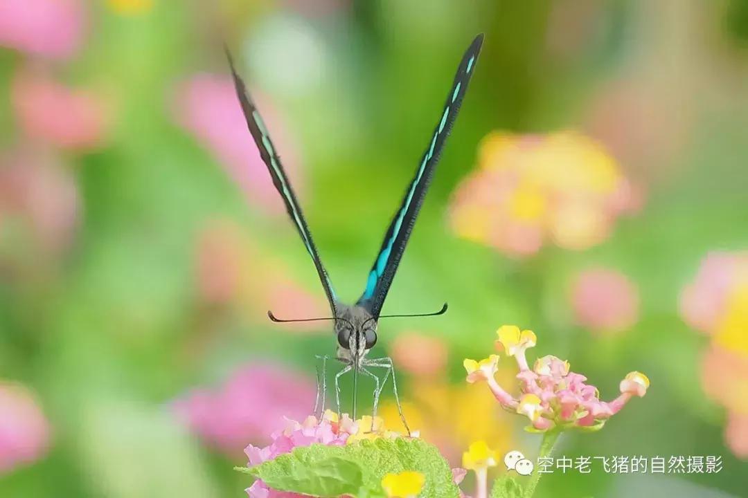 奥林巴斯12-100pro参数,奥林巴斯12-100pro镜头测评