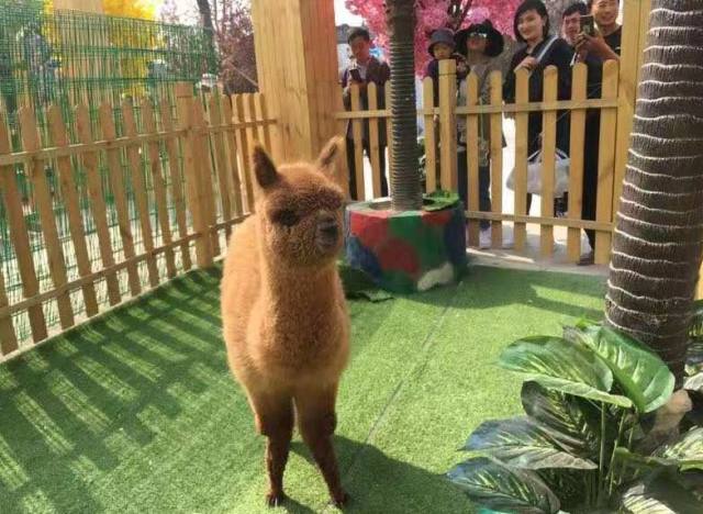 白鹿仓欢迎大家来白鹿仓观看直播,白鹿仓冰雪海洋旅游