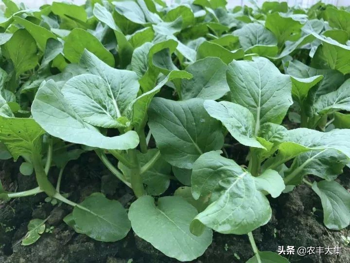 广西地区种哪种菜心比较高产,菜心高产栽培关键技术