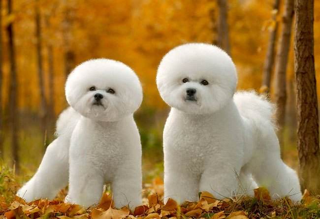 鍒樿瘲璇楁瘮鐔婄姮,鍒樿瘲璇楁瘮鐔婄姮鍥剧墖