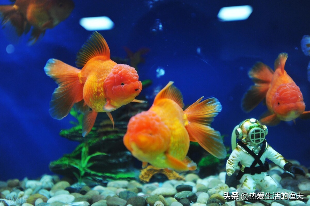 金鱼容易生病怎么办,金鱼要怎么养才能活得更久