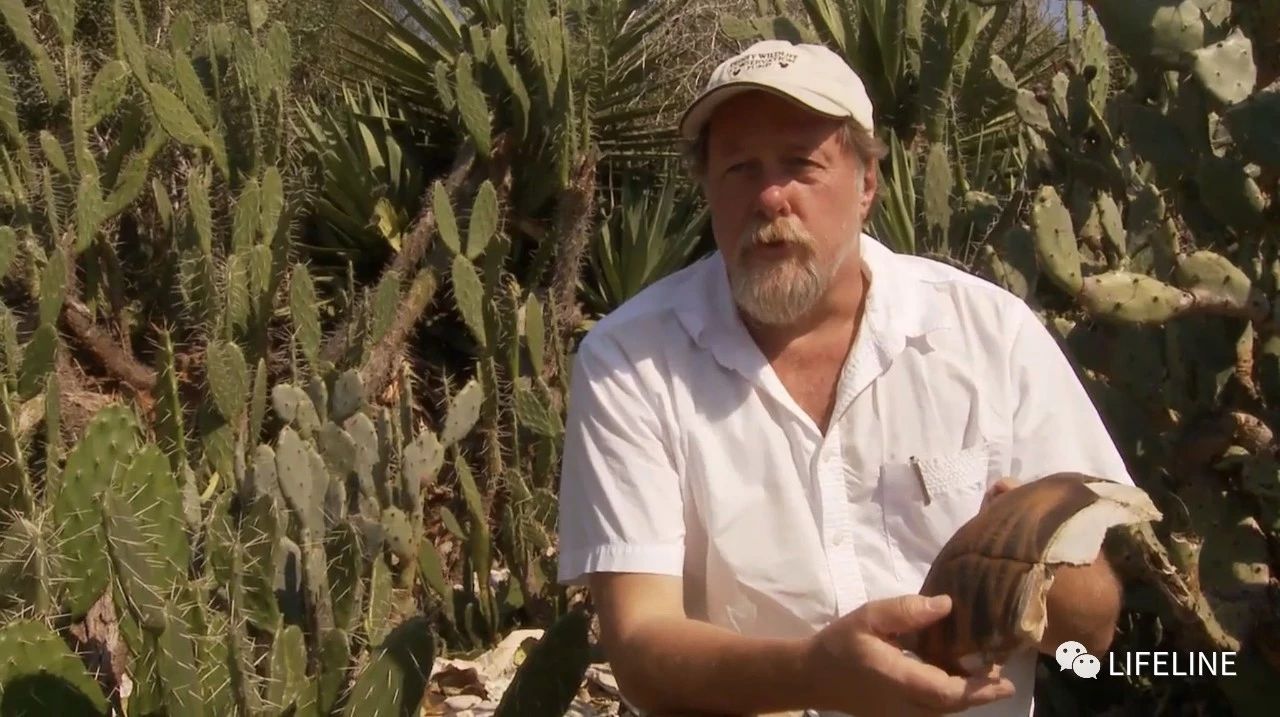 龟中“考拉”，请别让我们的孩子在博物馆见到它们...