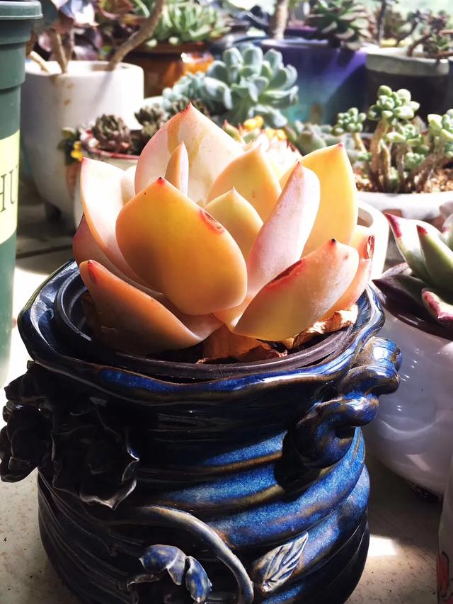 多肉是如何上色的,多肉怎么上色快又好看的绝招