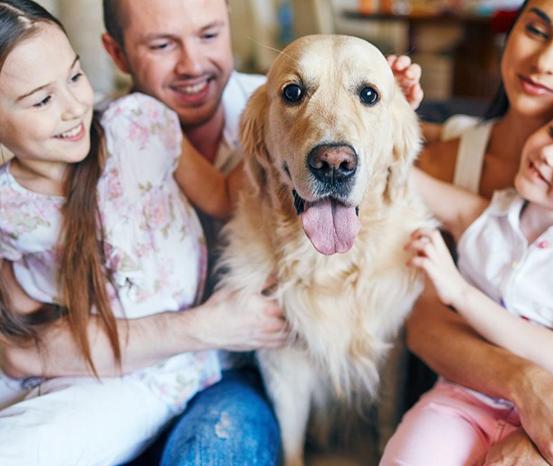 狗生命力强还是猫生命力强,狗耐力比人强吗