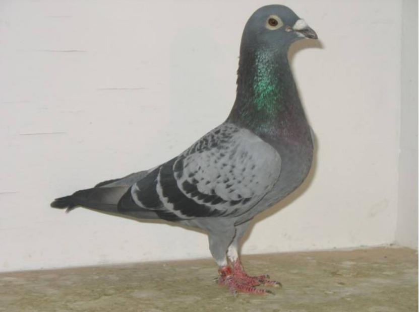 笼养鸽迟迟不下蛋是什么原因,一对种鸽趴一会窝不趴了怎么回事