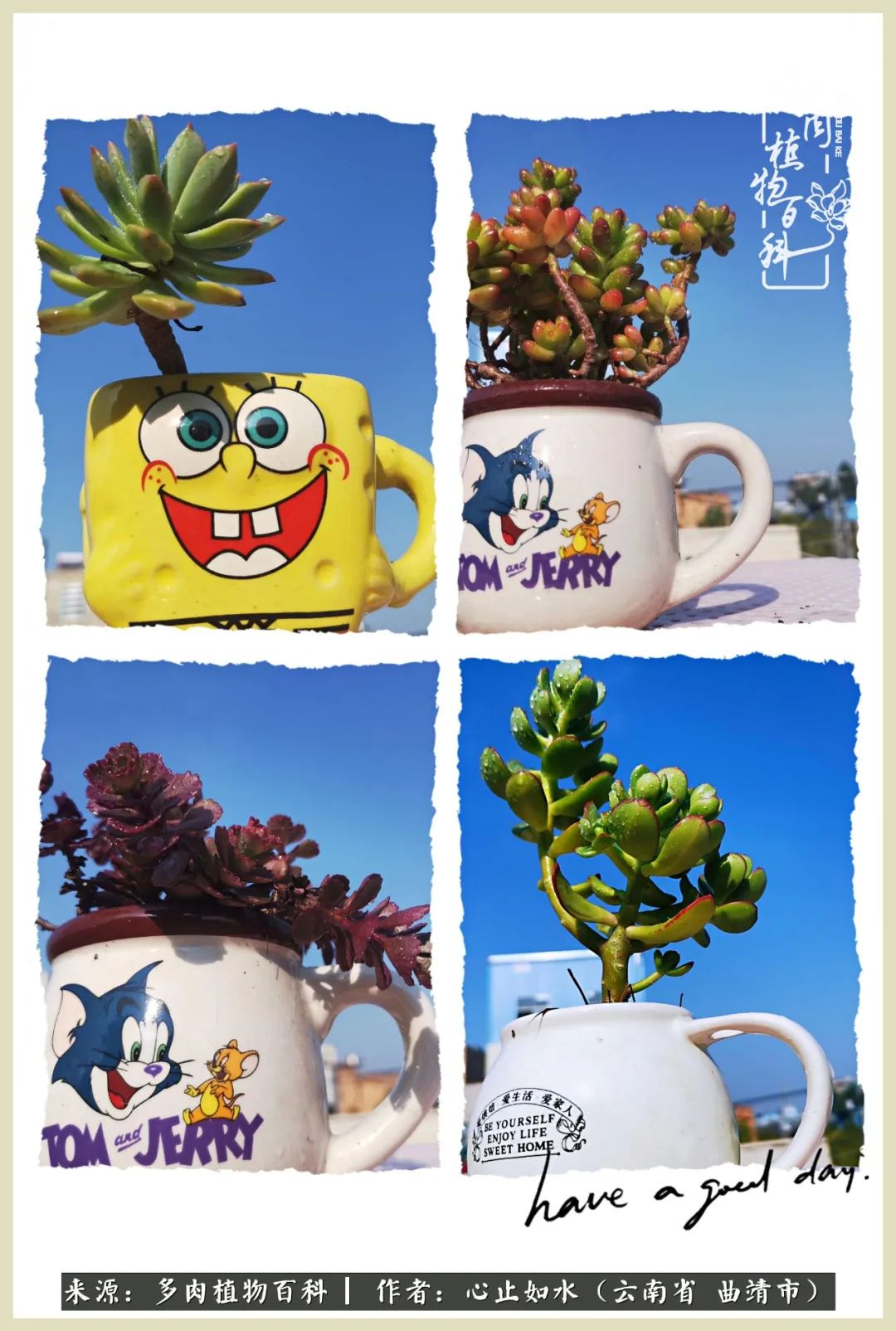 景德镇精品拇指多肉盆,轻奢多肉拇指盆3.5