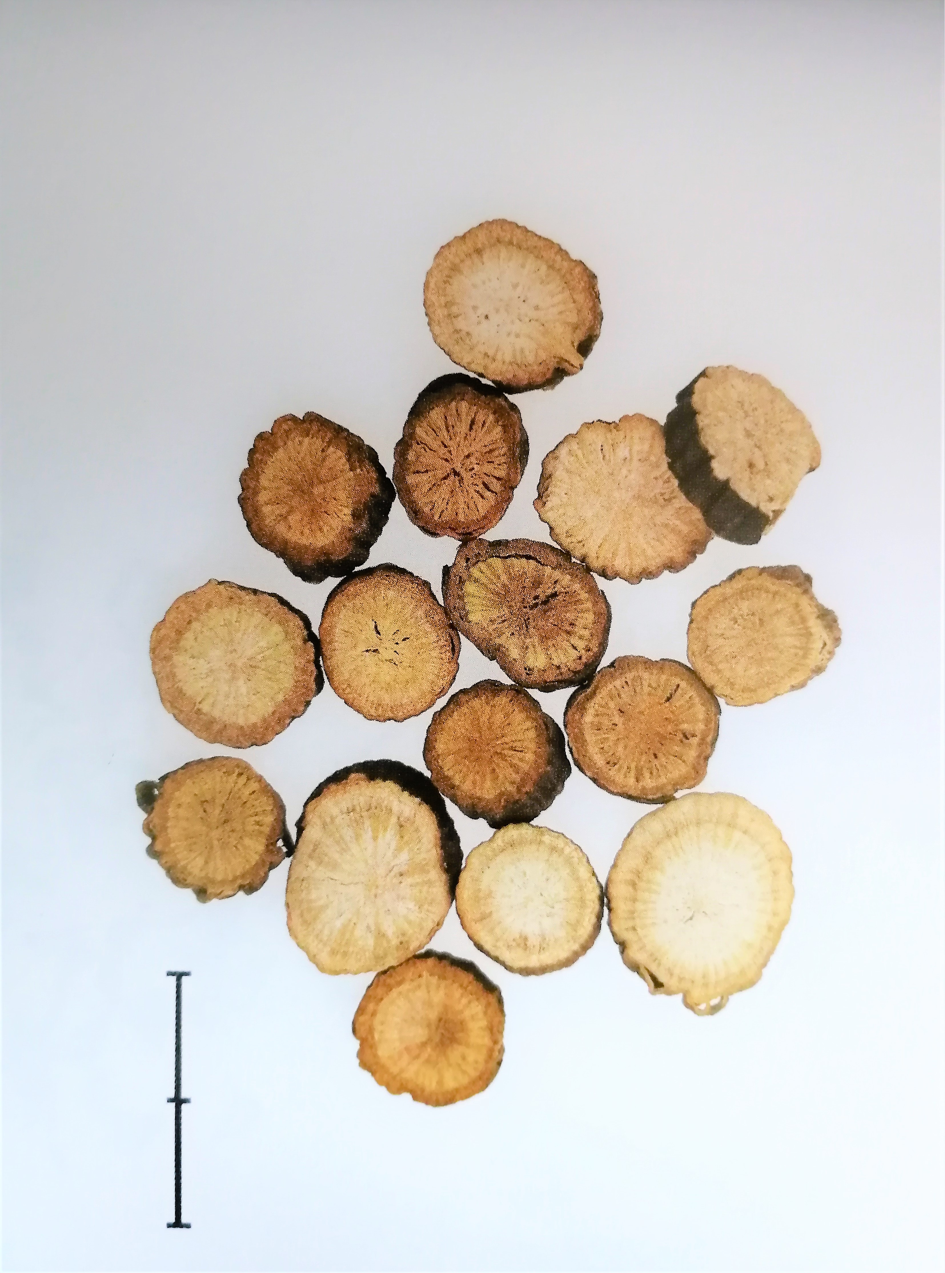 止痛中草药第一名,散瘀止痛的最佳方法