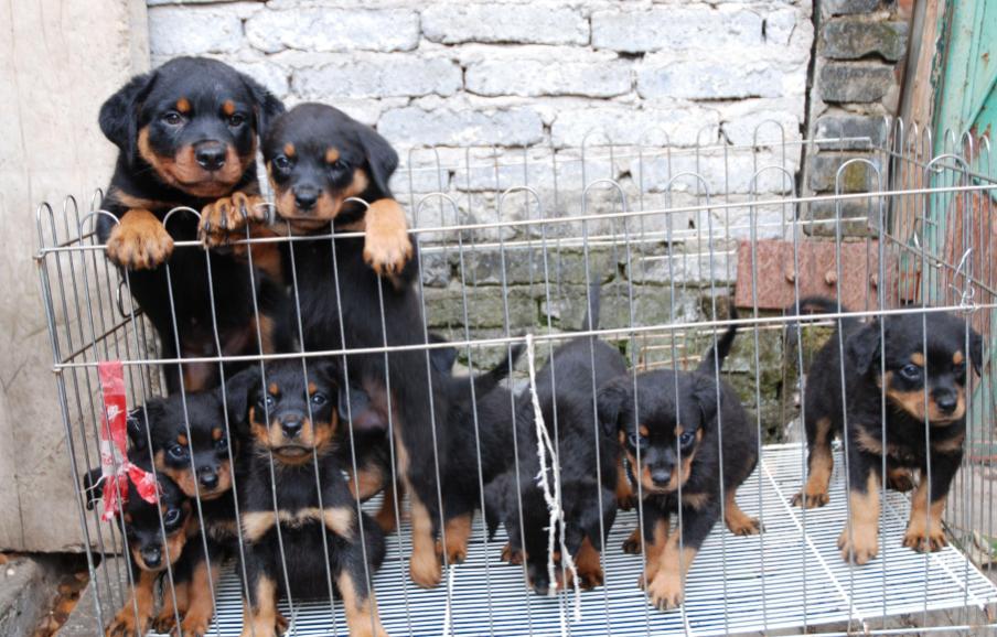 最不该喂罗威纳这些食物，很多你可能经常给它吃