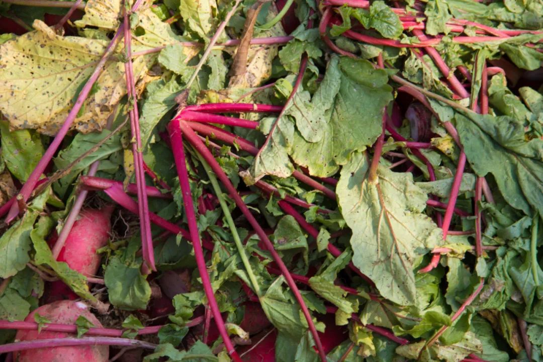 寻访秦岭龙潭村，背篓都是背在背上，这位大婶为何将其挎在腰间？