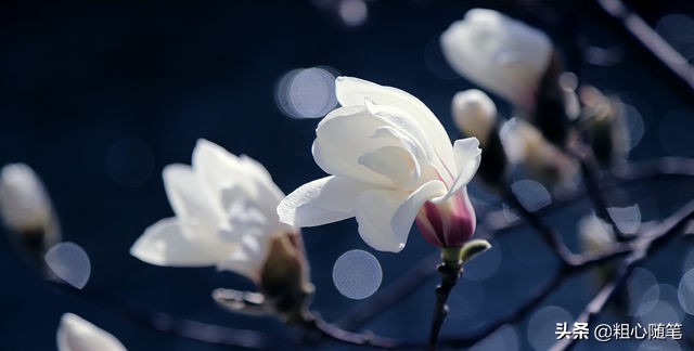 广东潮州历史文化,潮州历史文化名城研究