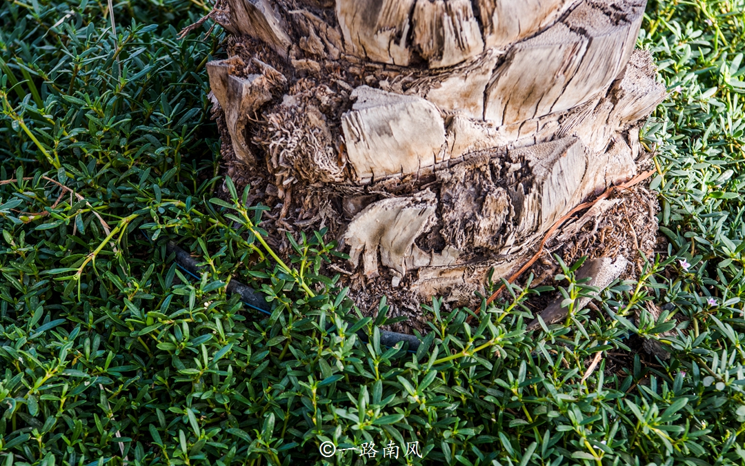 迪拜沙漠中的热带雨林,迪拜最佳生态环境