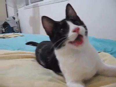 猫咪会笑吗表情,猫咪会笑