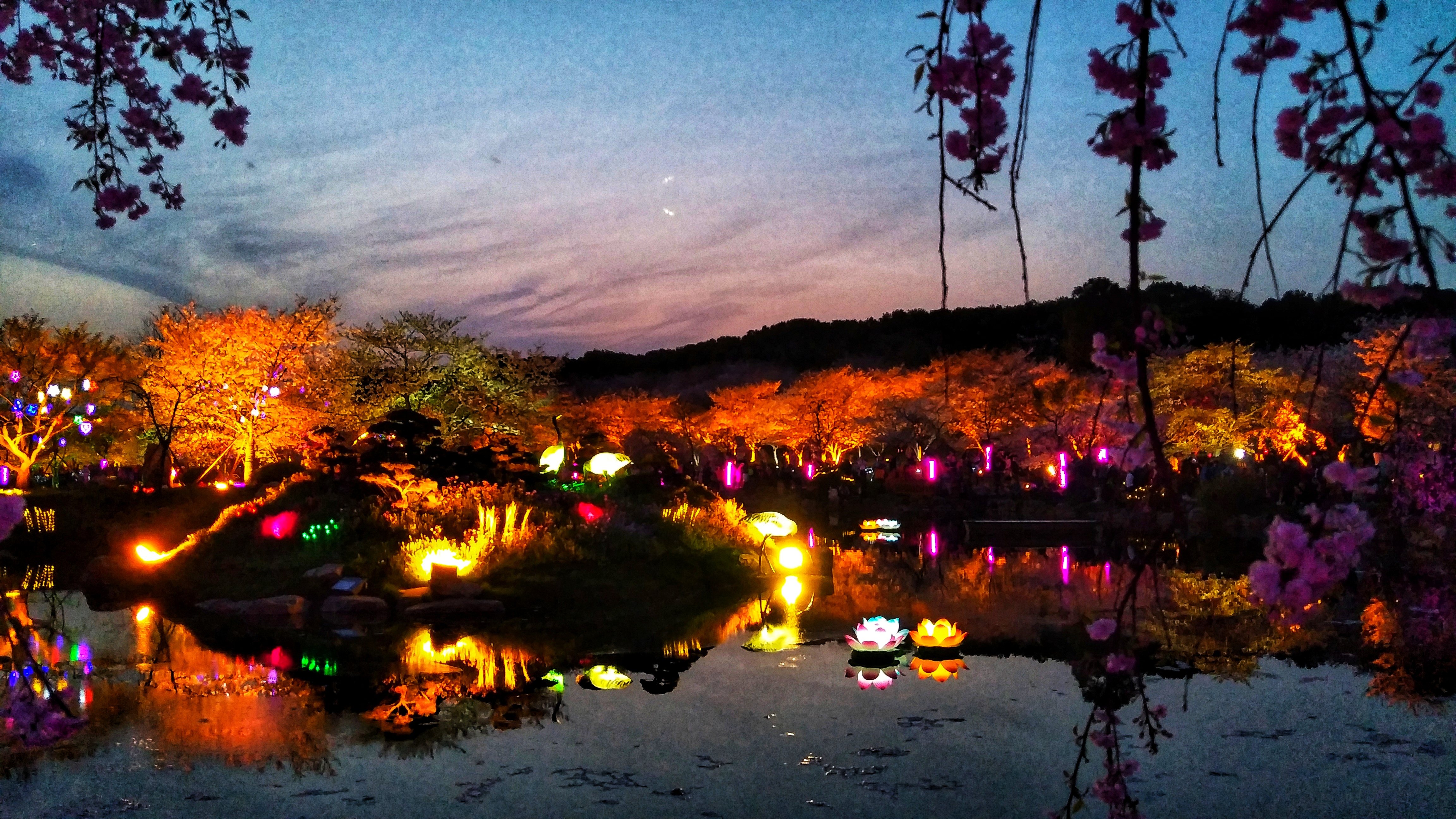 武汉赏樱之旅,武汉东湖樱园赏樱