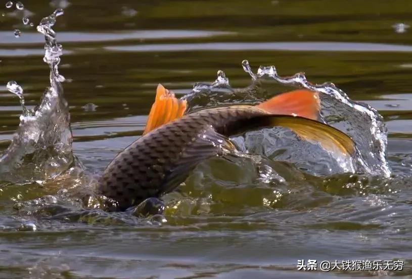 小杂鱼闹窝一招搞定,对付小杂鱼闹窝的绝招