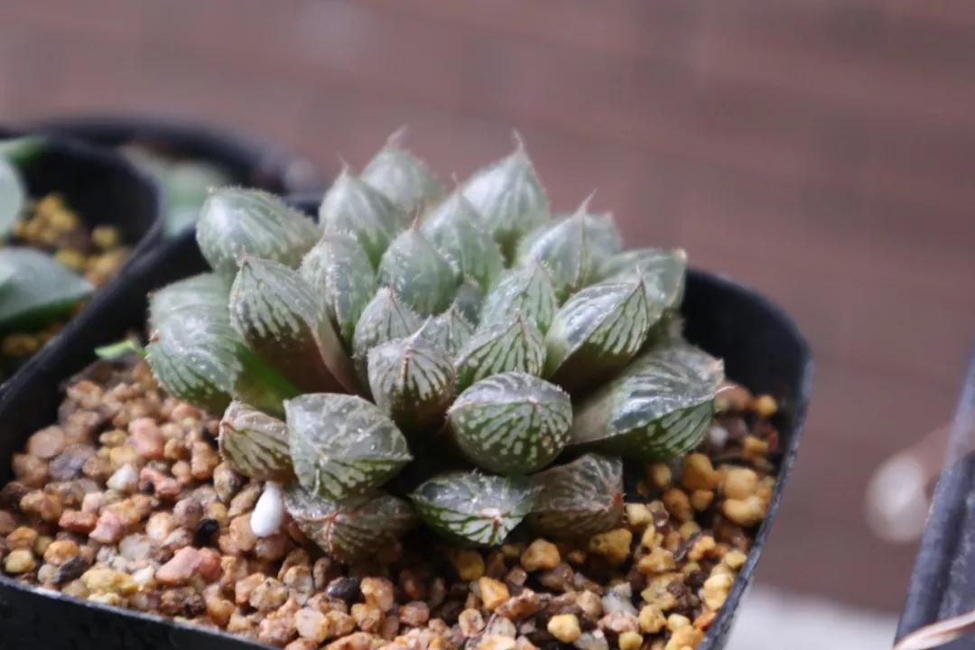 适合南方比较好养的12款多肉,养一年就开花的多肉品种