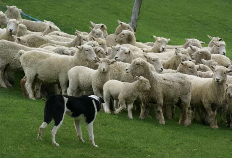 你爱吃的椰子，背后可能有一只泰国“打工猴”血汗故事