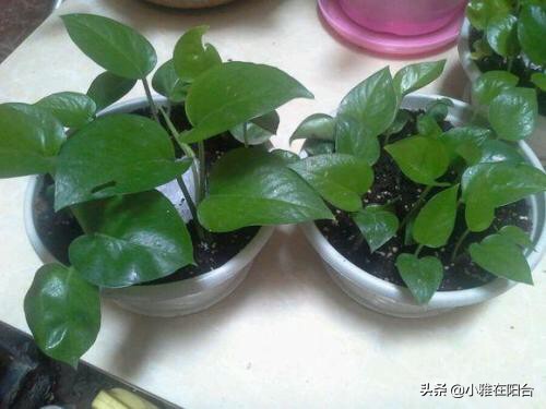 绿萝叶片发黑，喷一点这，30天绿回来，叶片多又大、油绿发亮！