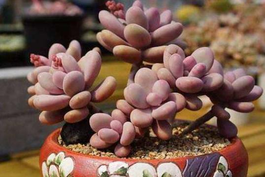 不会养宠物的新手要养什么,不会养栀子花教你6个方法