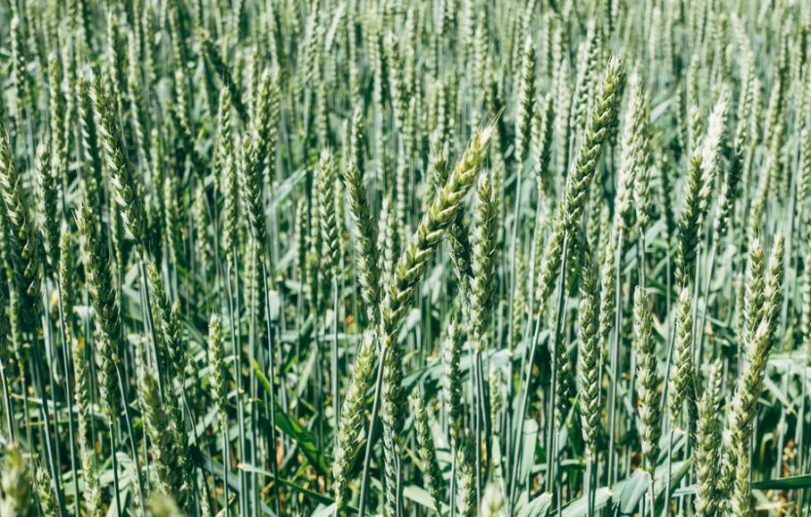 杀富济贫？世界首富马斯克发中文推特，用曹植《七步诗》暗讽