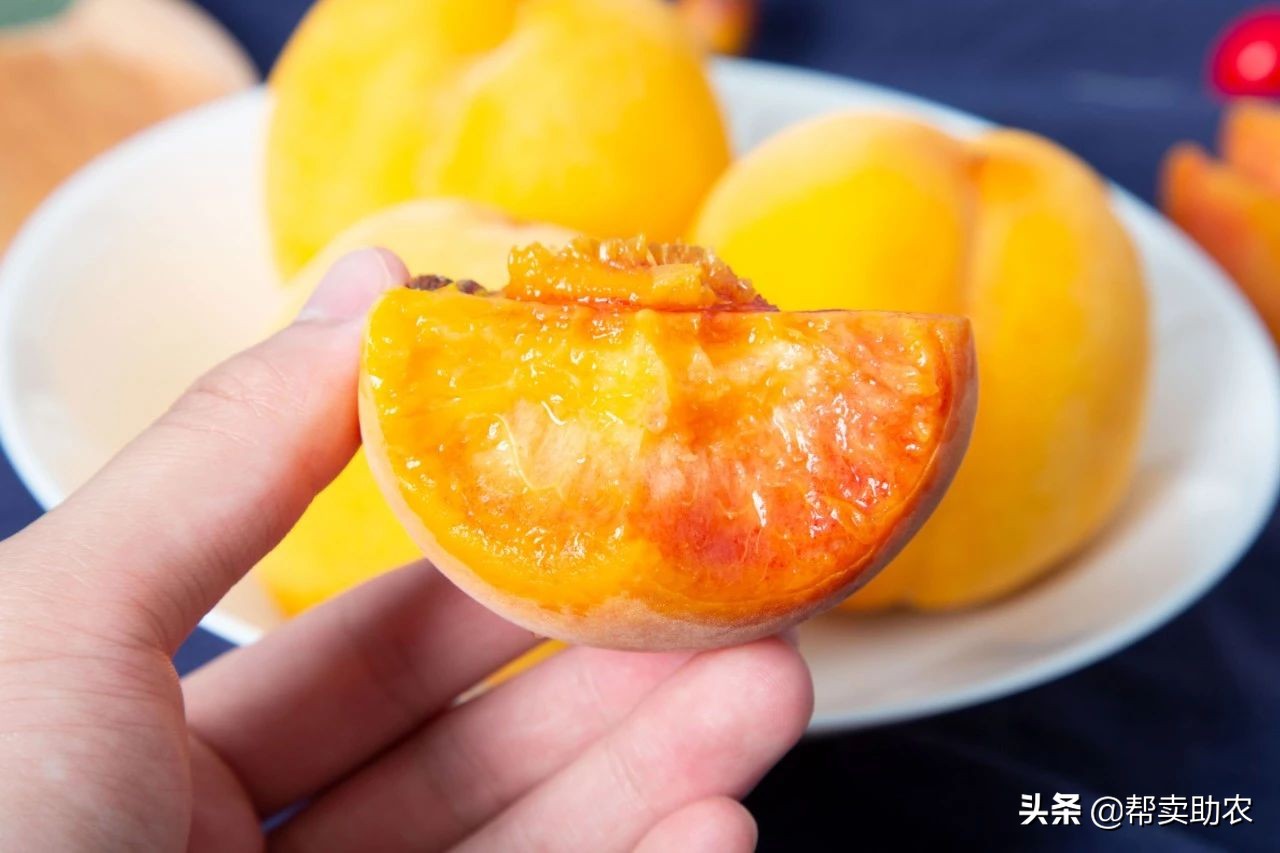 中国蜜桃,中国水蜜桃之乡阳山水蜜桃