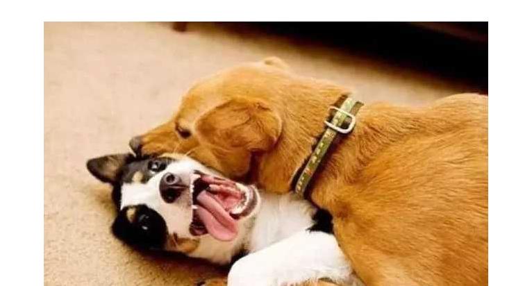 为啥狗狗交配后就跑?资深铲屎官也未必知道