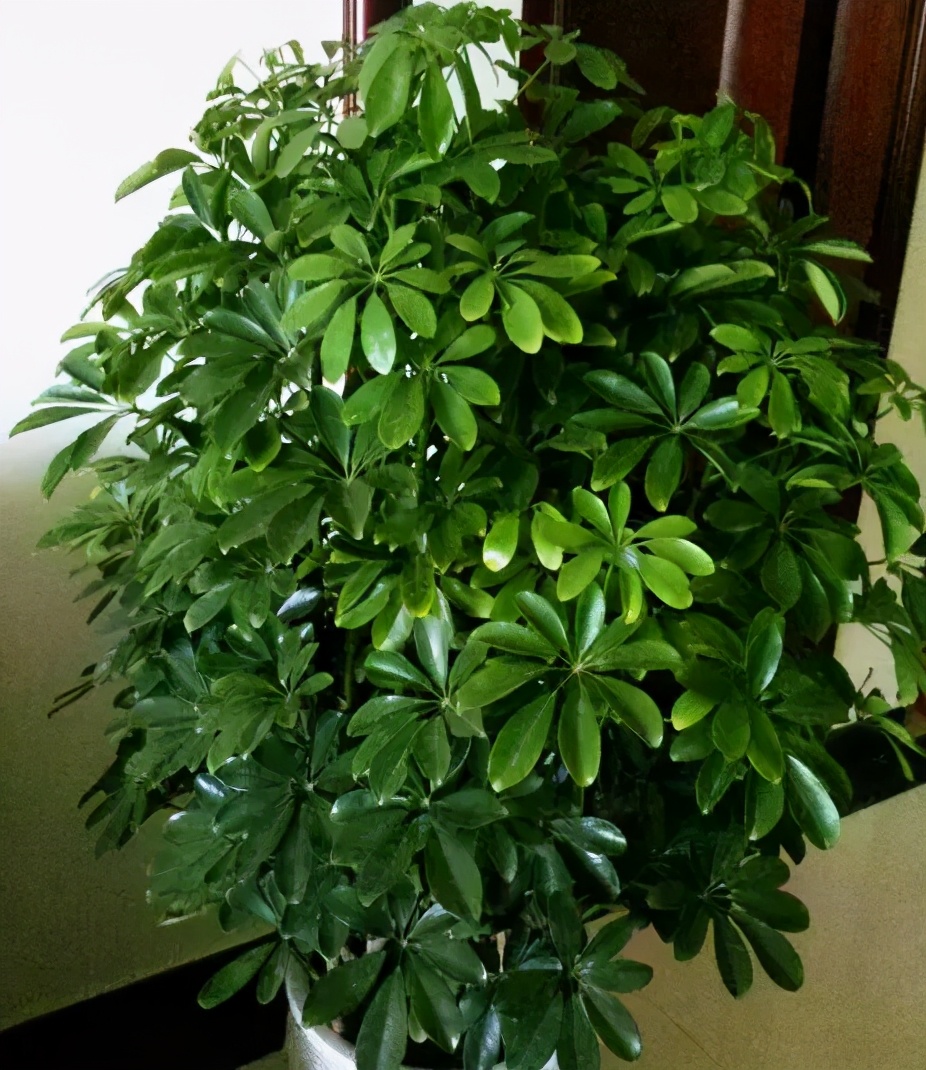 哪些植物对猫咪无毒又能吸附甲醛,室内吸收甲醛最有效的植物花卉