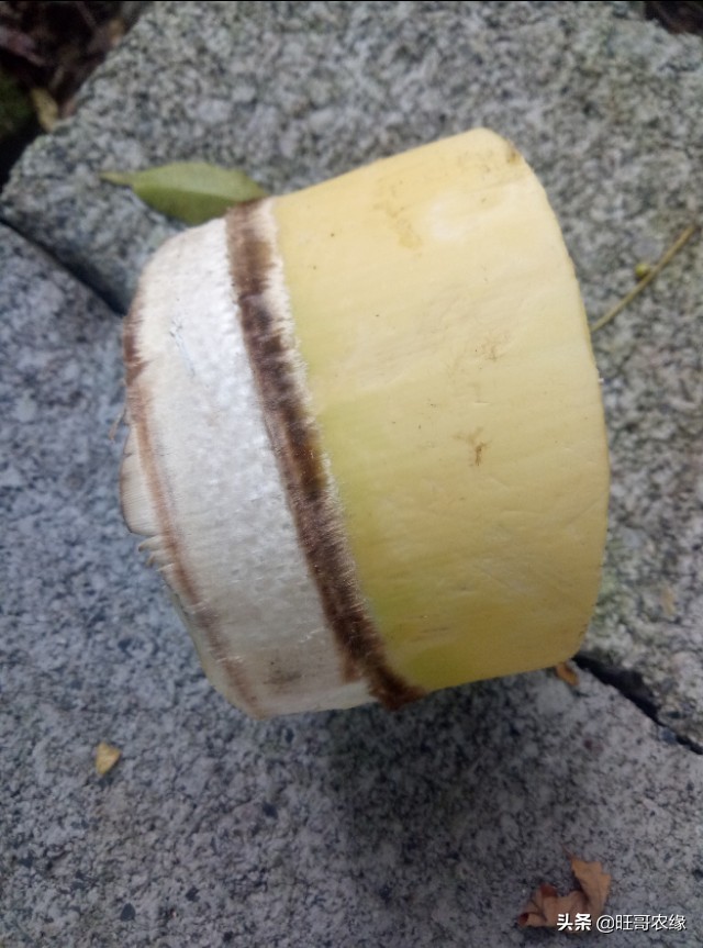 怎样制作竹笋干农村里自家不会坏,烤竹笋干的烤箱制作