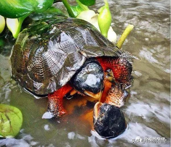 墨顶龟为什么不建议养,十大不建议养的龟