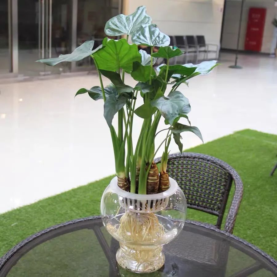 滴水观音是不是有毒的植物,滴水观音有毒为啥还有人养