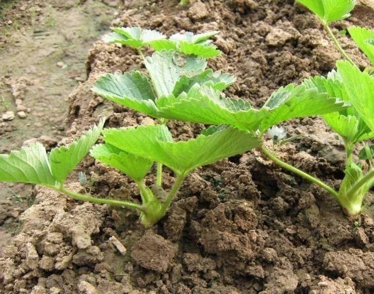 高产栽苗方法和技巧,栽苗缓苗的方法