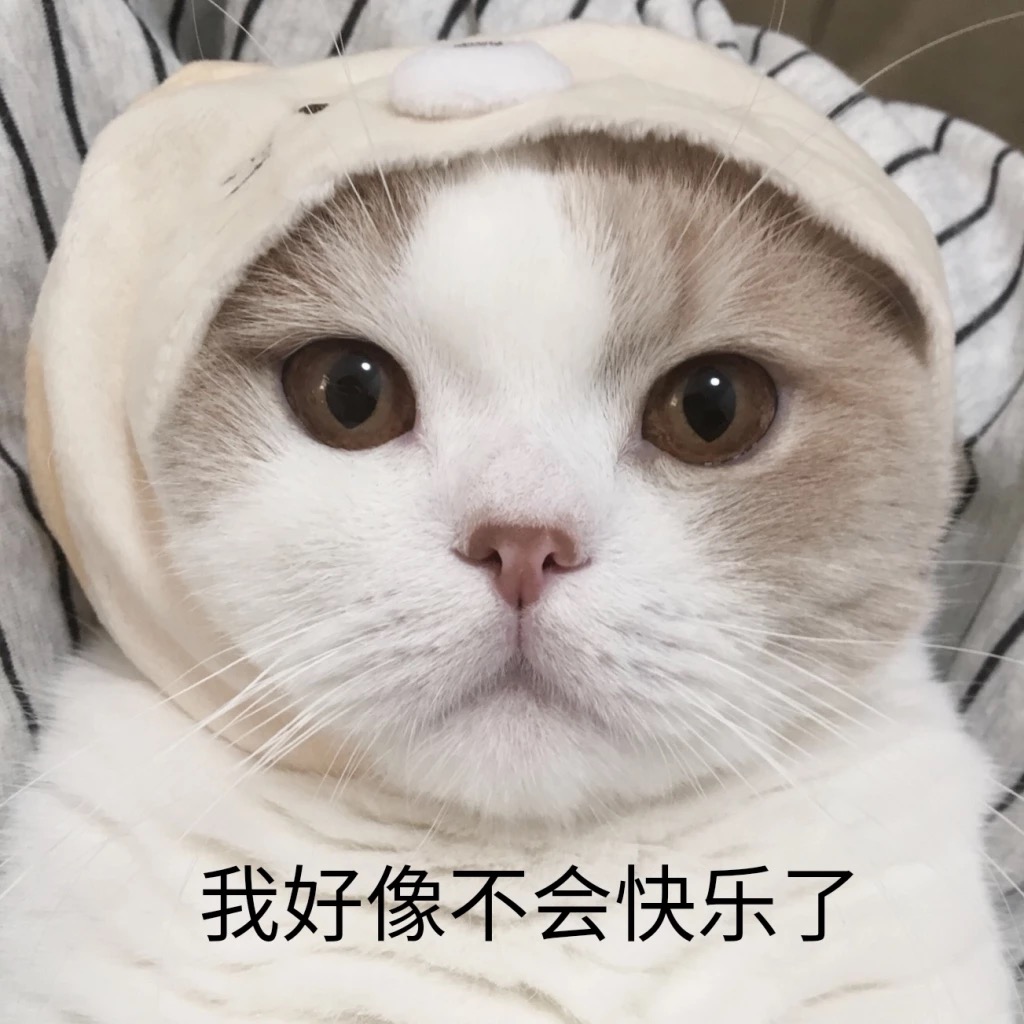 怎么让猫咪反抗狗狗的欺负,为啥猫咪不打老人