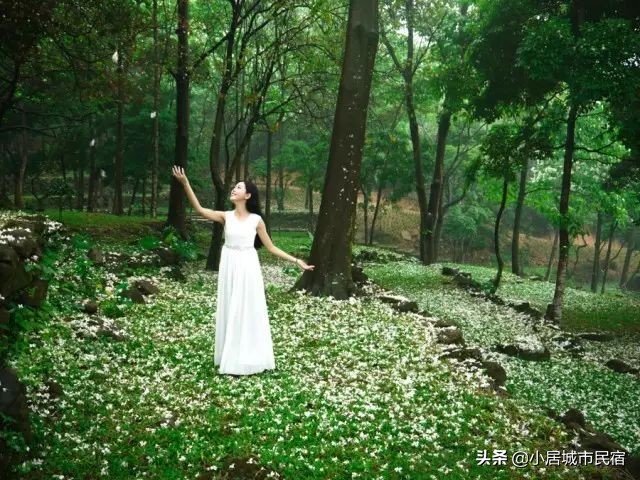 从化旅游景点大全樱花,从化樱花旅游景点