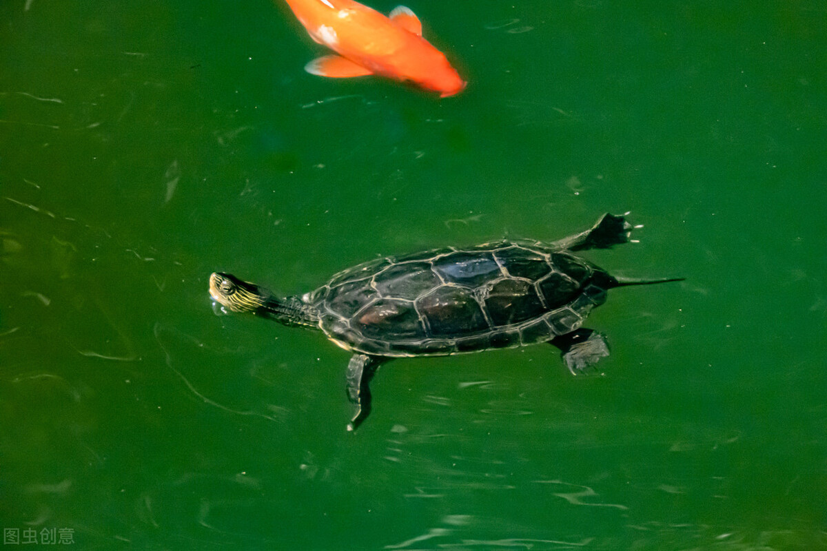 不同年龄段的狗狗吃什么,宠物喂食方法大揭秘让养宠更轻松