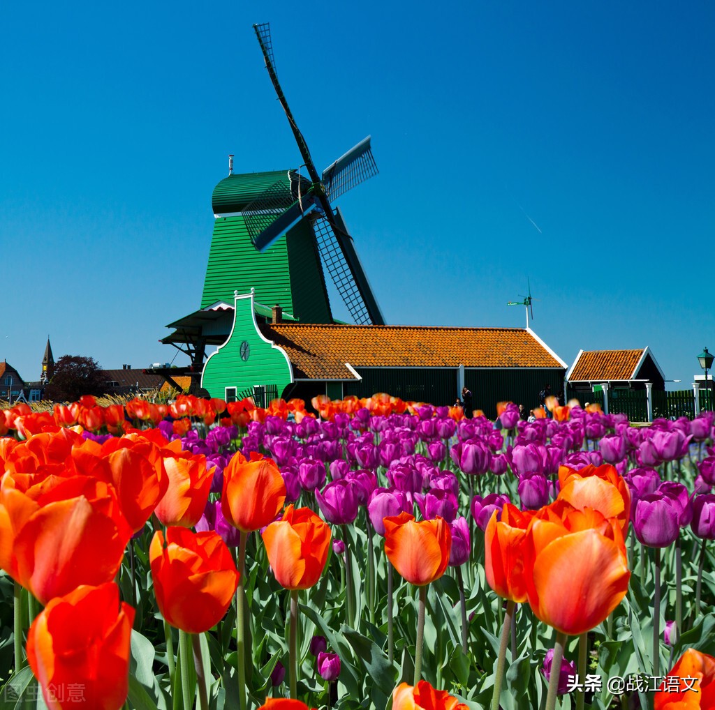 「原创作文」杨思宇：尼德兰步履