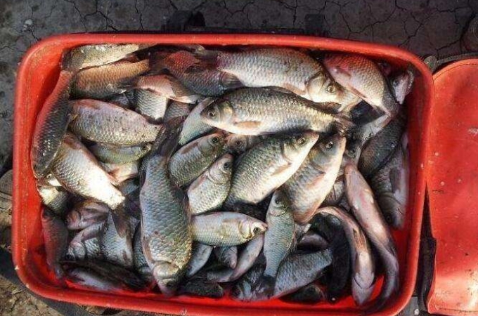 蓝鲫怎么使用效果最好,渔具店蓝鲫x5搭配