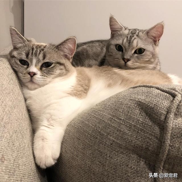 铲屎的时候猫就过来了,铲屎的时候猫咪会冲过来