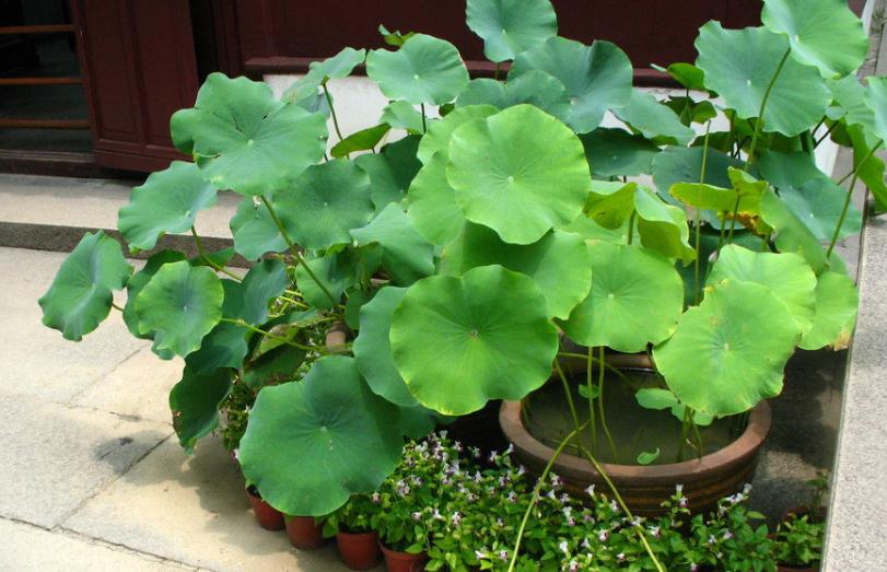 荷花盆栽水养方法,荷花盆栽的盆土怎么配制