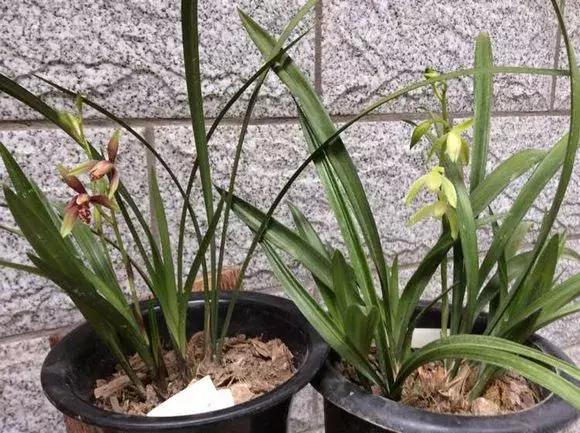 养兰花用什么肥料最好,核桃壳做养兰花肥料的方法