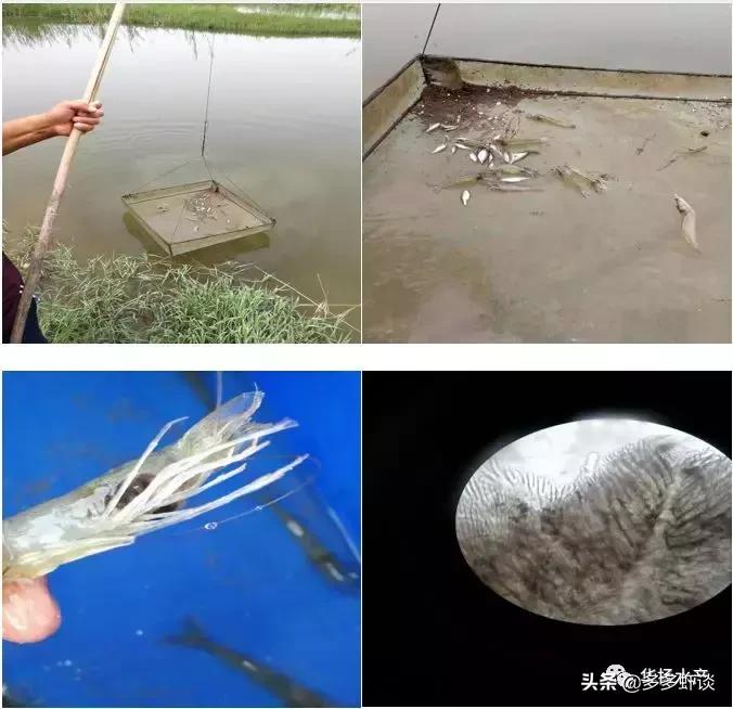 虾蟹高效养殖方法和技术,虾蟹混养如何提高青虾的养殖效益