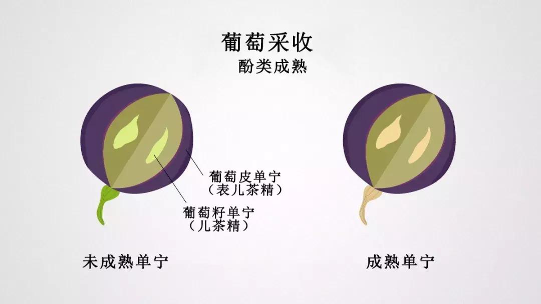 全球最贵的葡萄酒是什么,美国十大最贵葡萄酒最新榜单