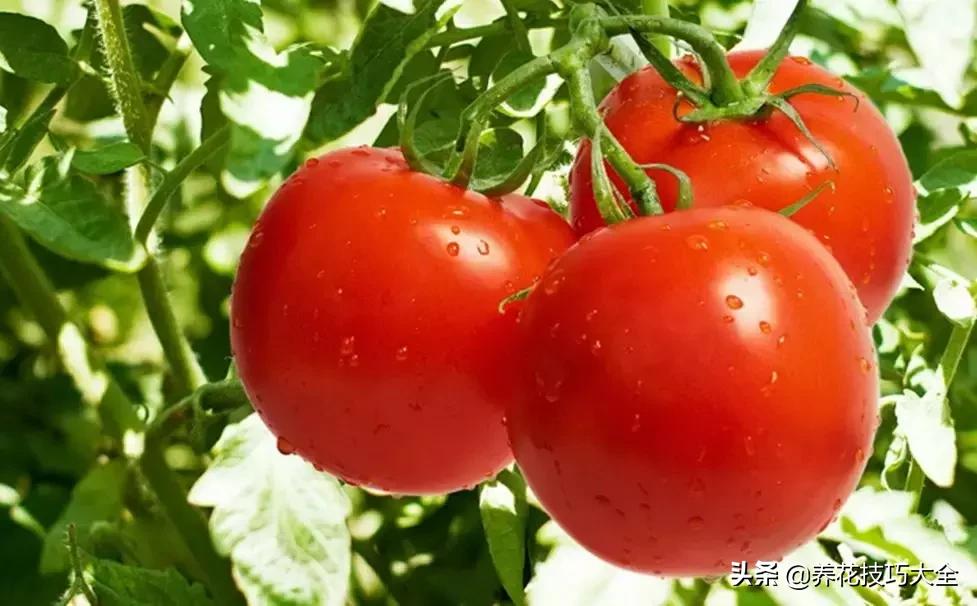 花土是碱性用什么肥,怎么知道花土是酸性还是碱性