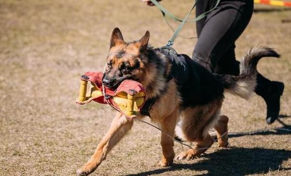 养德国牧羊犬的几大缺点,为什么德国牧羊犬很少有人养