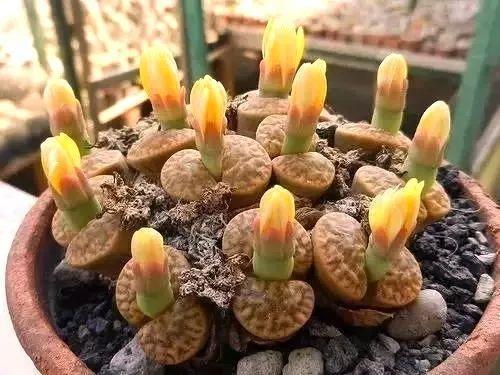 多肉生石花好看视频,多肉生石花开图