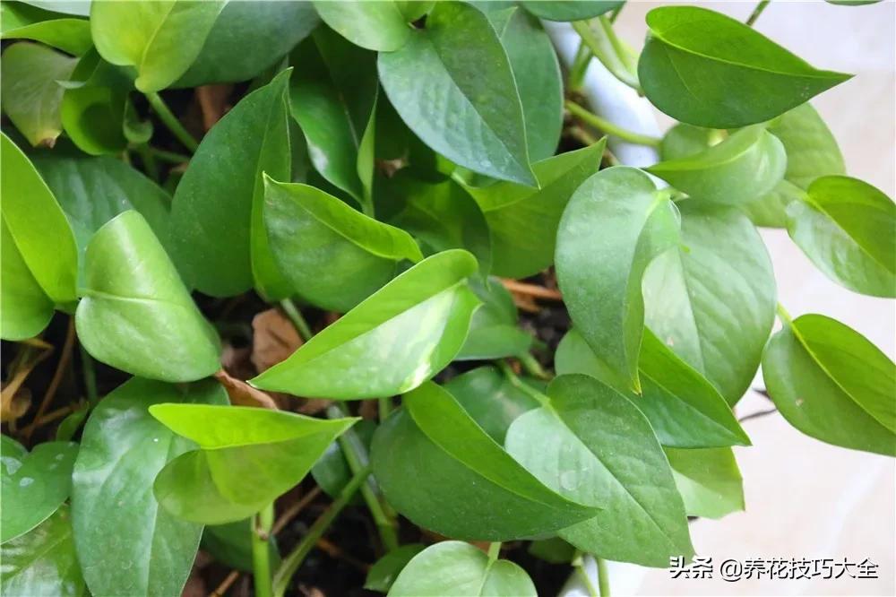 绿萝的叶片不够亮？浇水加点它，两周就能恢复
