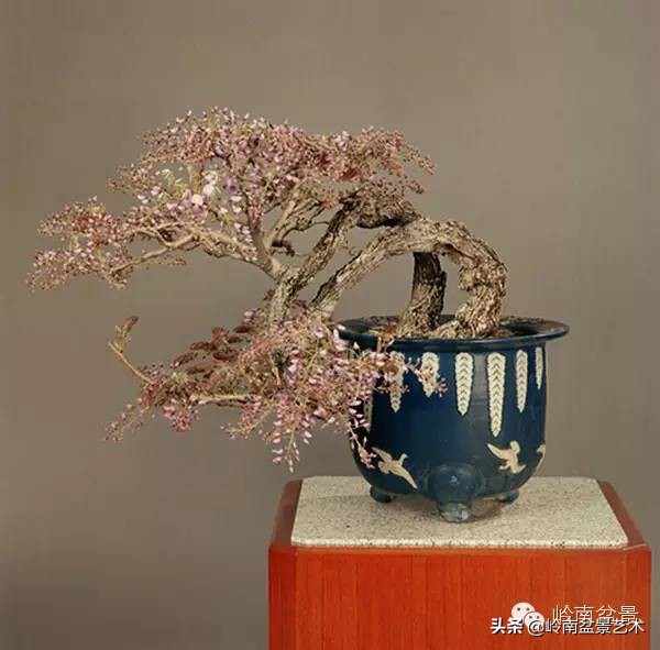 庭院树石盆景 (日式石头盆景布局)