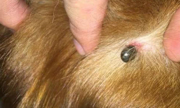 金毛幼犬身上长了小肉球,金毛长了一个外挂的肉疙瘩