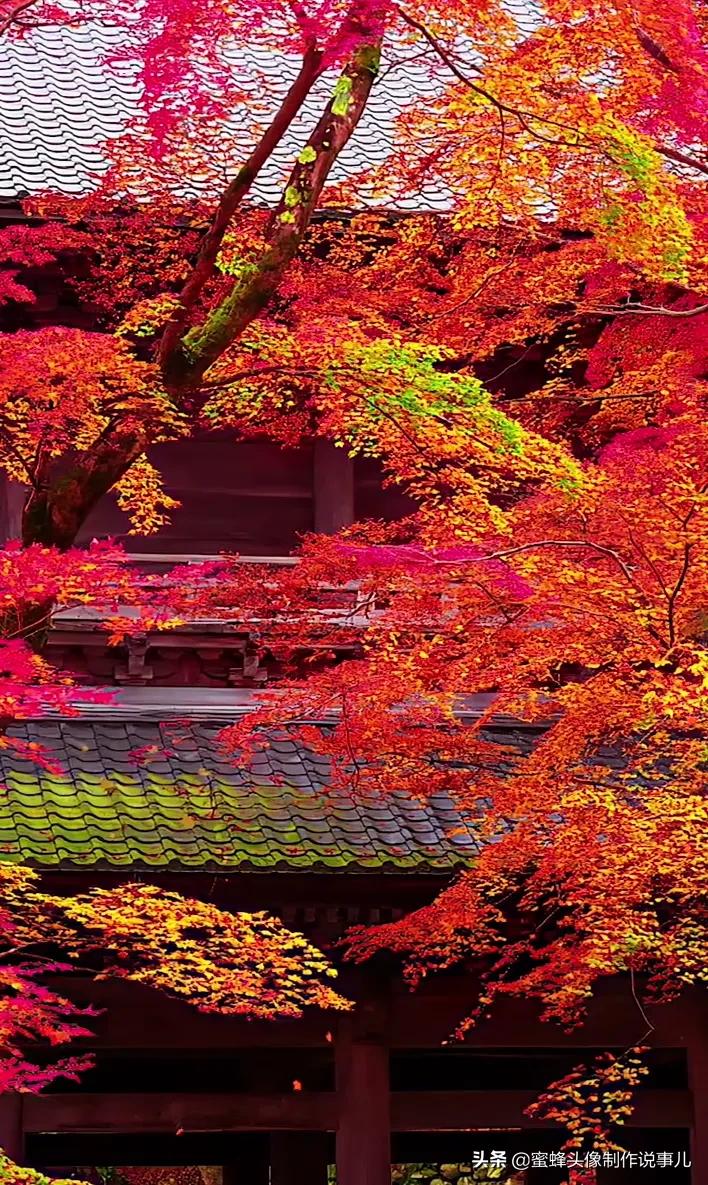 清新养眼青山绿水风景桌面壁纸,壁纸图片蓝天白云青山绿水